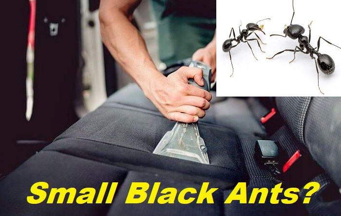 Small Black Ants In Car 
